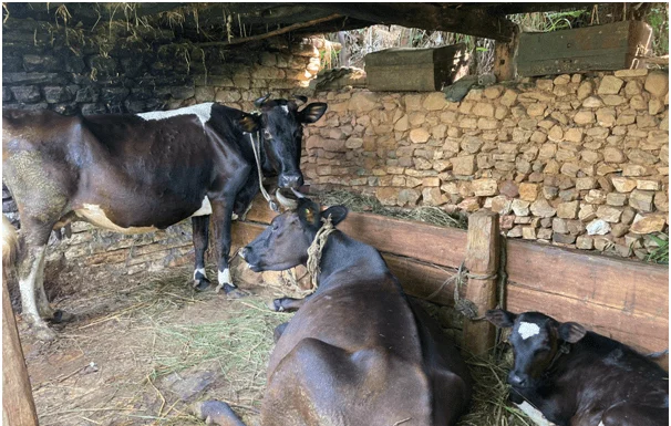 दूधमात्र होइन घाँस पनि बेचेर प्रशस्त आर्जन गर्छन् बागलुङका किसान