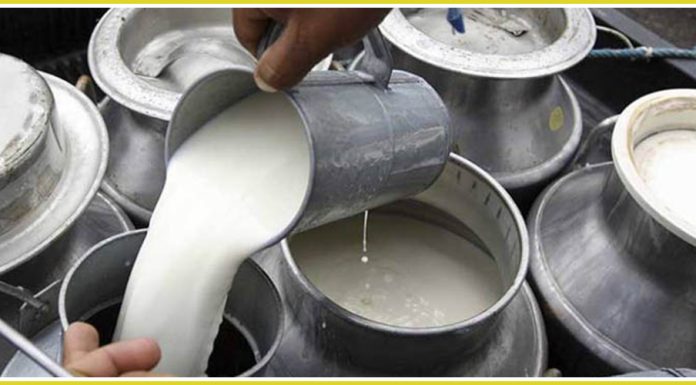 तराईमा सुक्खा मौसमले दूध उत्पादनमा कमी