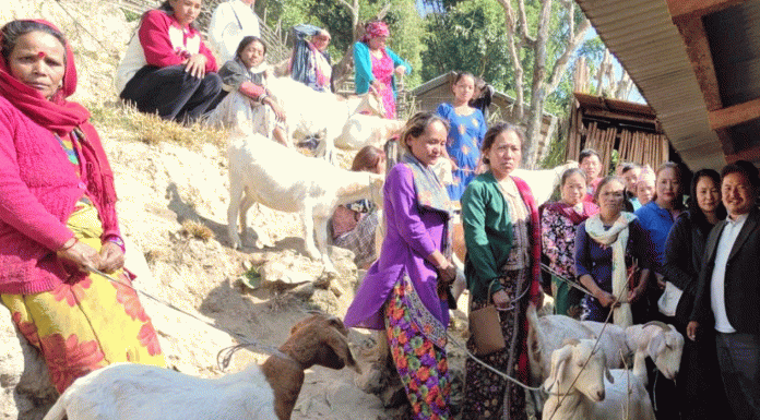 एकल महिलालाई आत्मनिर्भर बनाउने पालिकाको प्रयास