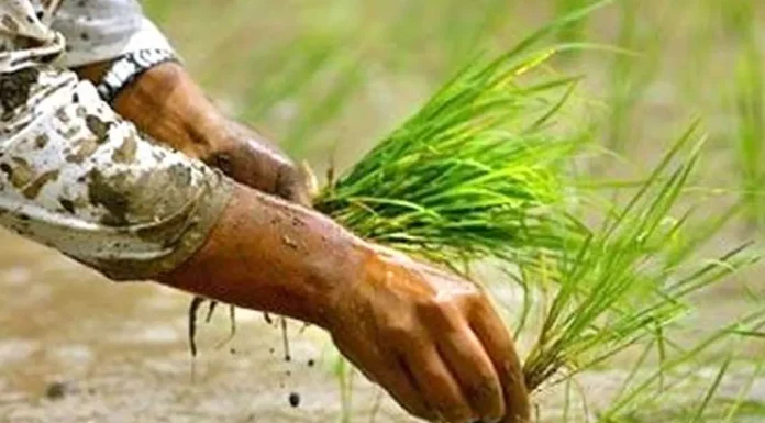 परम्परागत बीउले धान उत्पादन बढेन