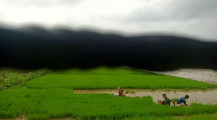 अकासे खेतीमा निर्भर बैतडीका किसानलाई रोपाइँको चटारो