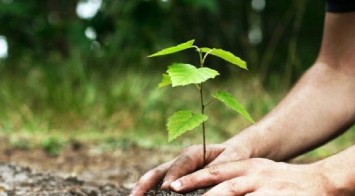 बाँझो जग्गामा वृक्षरोपण