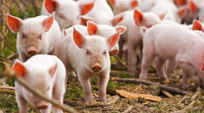 महिलालाई जीविकोपार्जनमा सघाउन बङ्गुरका पाठापाठी वितरण