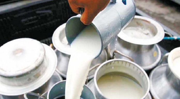 भुक्तानी नपाएपछि दूध उत्पादक किसान निरुत्साहित