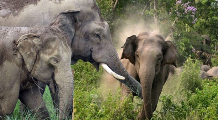 हात्तीबाट जोगाउन साइरनको व्यवस्था