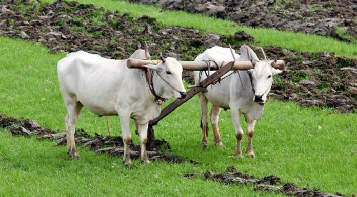 किसानलाई हल गोरु वितरण