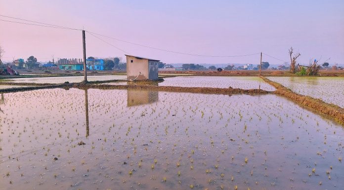 सरावलमा १२ सय बिघा धानखेती डुबानमा