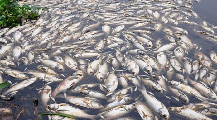 माछाका परिकारले बढाए पर्यटक