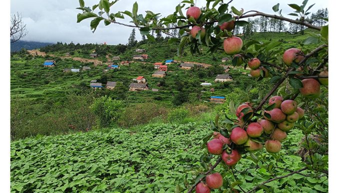 भदौ ५ अगावै स्याउ नटिप्न आग्रह