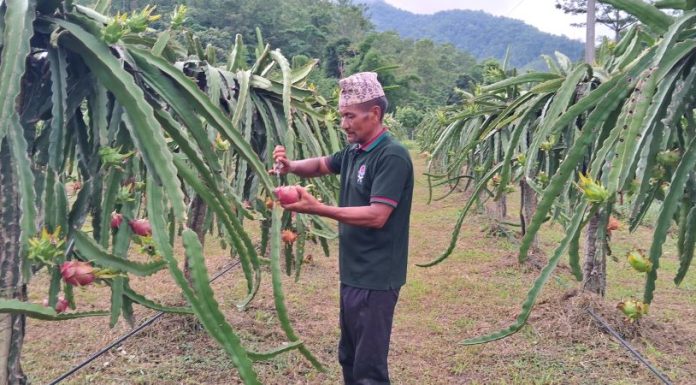 सोह्र वर्ष विदेश बसेका दिलचन ड्रागनफ्रुट खेतीमा रमाउँदै