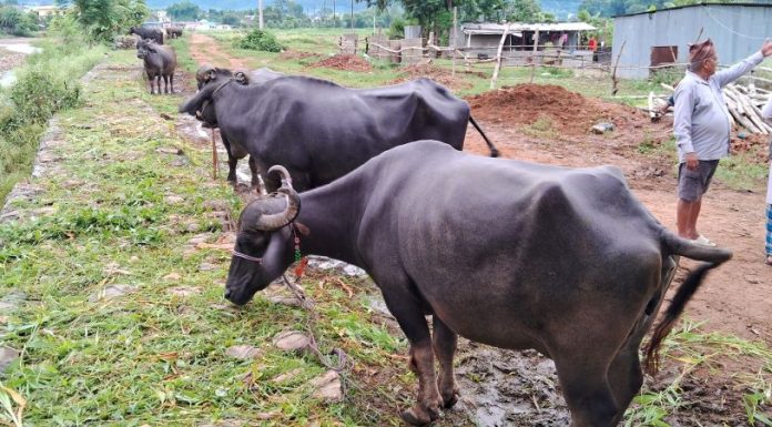 भैँसीको व्यापारबाट वार्षिक ३५ लाखको कारोबार