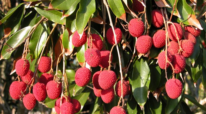 मौरी विकास पकेट क्षेत्रमा अनुदानमा लिचीका बिरुवा