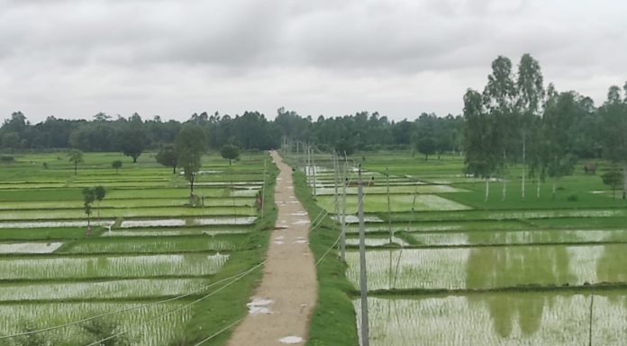 देशभर ६७.३ प्रतिशत रोपाइँ