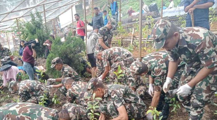 विश्व सम्पदास्थल स्वयम्भूमा वृक्षारोपण