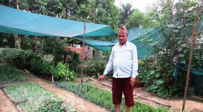 नर्सरी व्यवसायमा धामी परिवारका तीन दशक