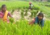 पर्याप्त वर्षा नहुँदा धान रोपाइँमा ढिलाइ
