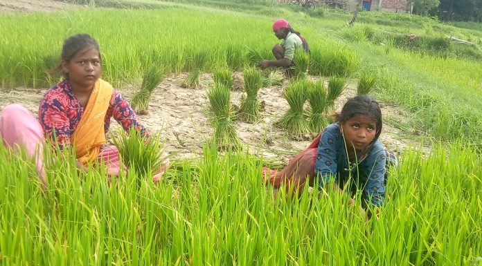 पर्याप्त वर्षा नहुँदा धान रोपाइँमा ढिलाइ