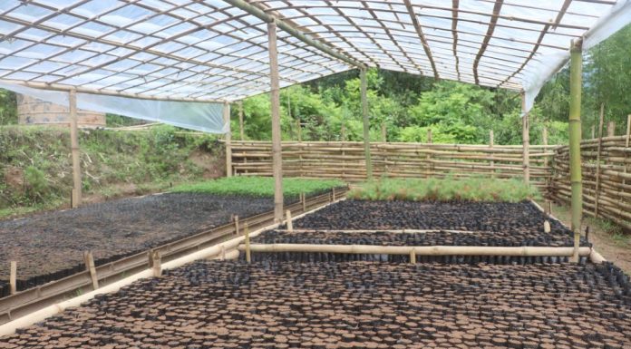 भोजपुरका दुई सामुदायिक वनमा नर्सरी स्थापना