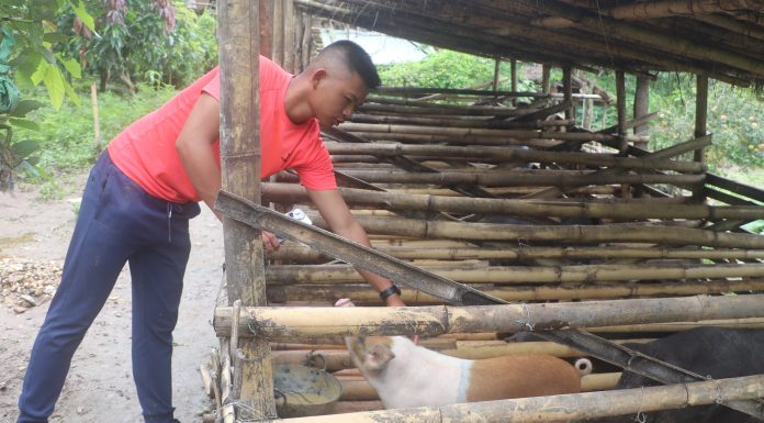 व्यावसायिक बङ्गुरपालनबाट आकर्षक आम्दानी गर्दै सुगम