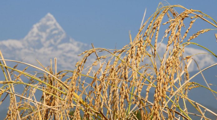 पोखरेली जेठो बुढो धानको उन्नत बीउ पर्वतमा उत्पादन गरिँदै