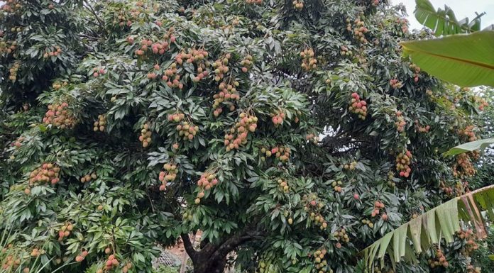 खोटाङको एउटै पालिकामा ७४ मेट्रिक टन लिच्ची उत्पादन