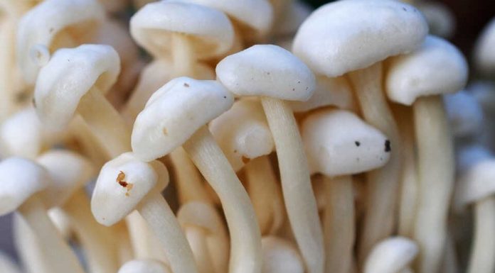 जङ्गली बिषालु च्याउ खादाँ एकै परिवारका सातजना बिरामी