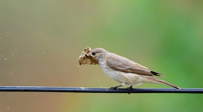 मुस्ताङमा नयाँ प्रजातिको चरा भेटियो