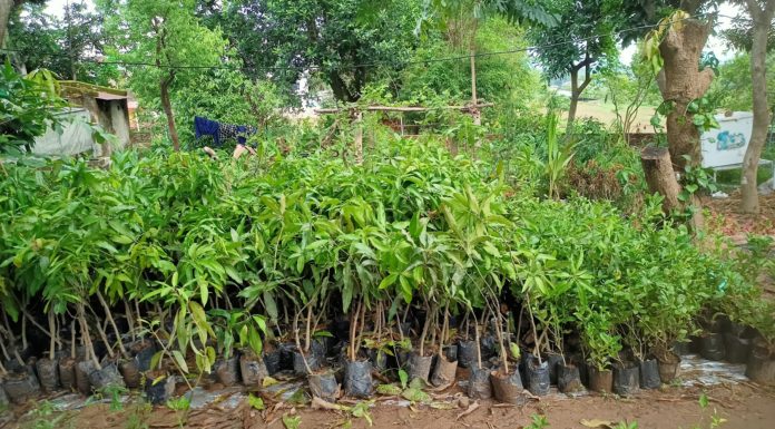 कटानबाट जोगाउन बरुवा नदीमा अस्थायी बाँध निर्माण