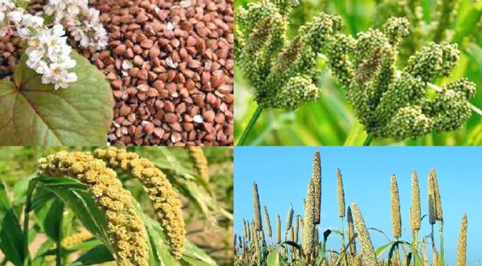 रैथाने प्रजातीका वनस्पतिको संरक्षण गरिँदै