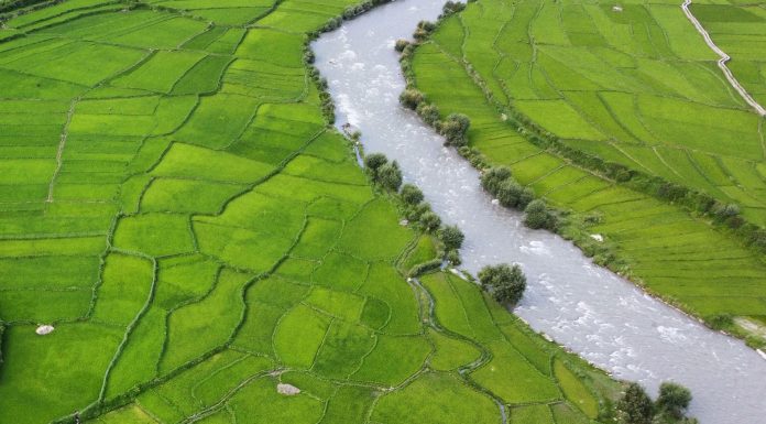 गण्डकीमा रोपाइँ ः बागलुङमा सबैभन्दा बढी, गोरखामा कम