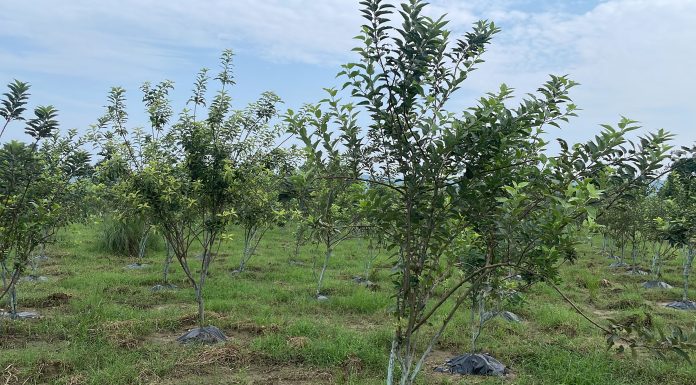 नवलपुरमा व्यावसायिक स्याउ खेती