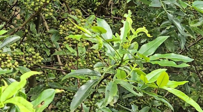 टिम्मुर खेती: न बाँदरले खाने डर, न बिग्रिएला भन्ने पिर