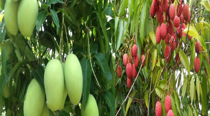 दुई हजार रोपनीमा फलफूल बगैँचा स्थापना