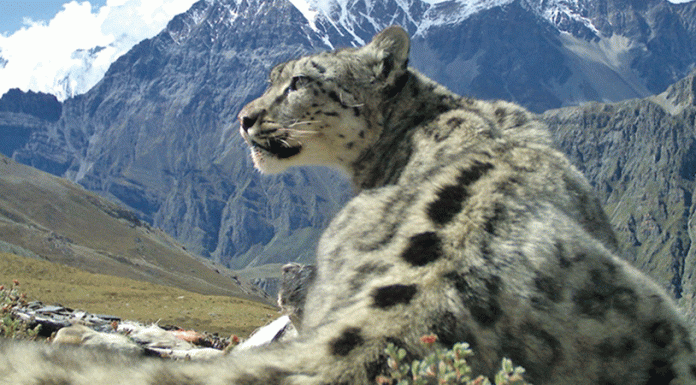 कञ्चनजङ्घा क्षेत्रमा हिउँचितुवाको आक्रमण बढ्दो