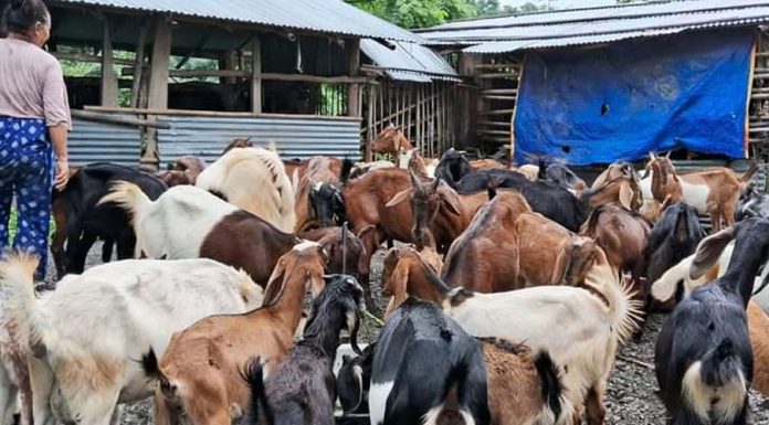शिक्षण पेसा छाडेर बाख्रापालनमा रमाइरहेका राई