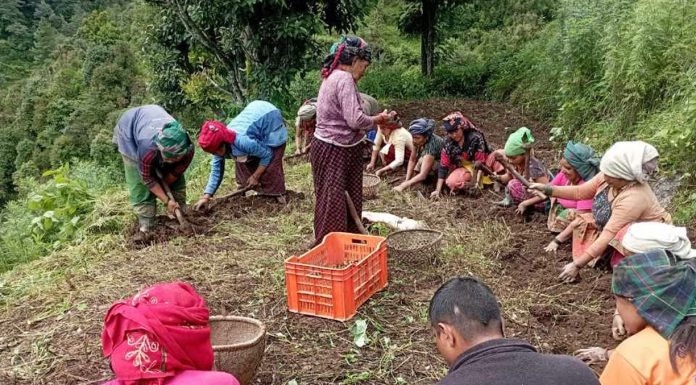 बागलुङमा आलुखेती विस्तार : गत वर्ष अर्ब बढीको उत्पादन