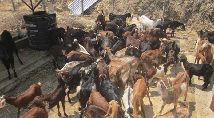 लोपोन्मुख समुदायको आर्थिकस्तर उकास्न बाख्रापालन