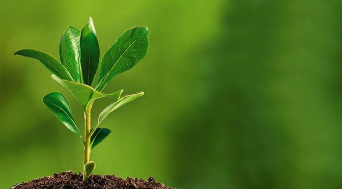 भू–क्षय रोकथामका लागि ६७ हजार बिरुवा वितरण