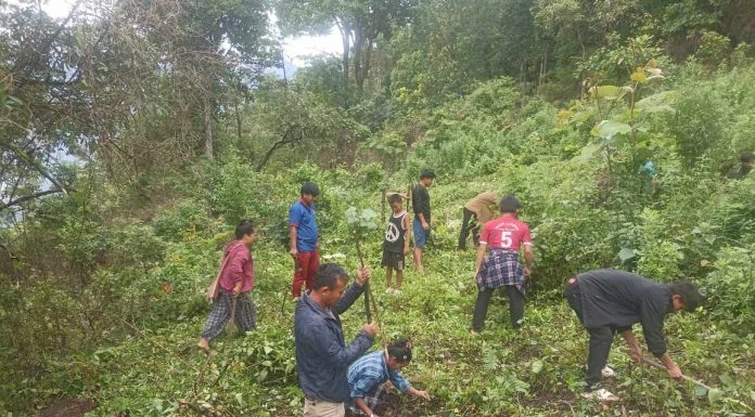 मोरङमा बढ्दो वन, यस वर्ष रोपियो ५७ हजार बिरुवा