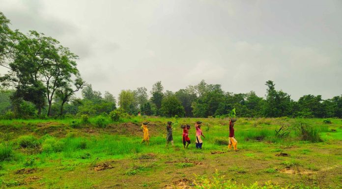 बाँकेमा एक लाख १० हजार वृक्षरोपण