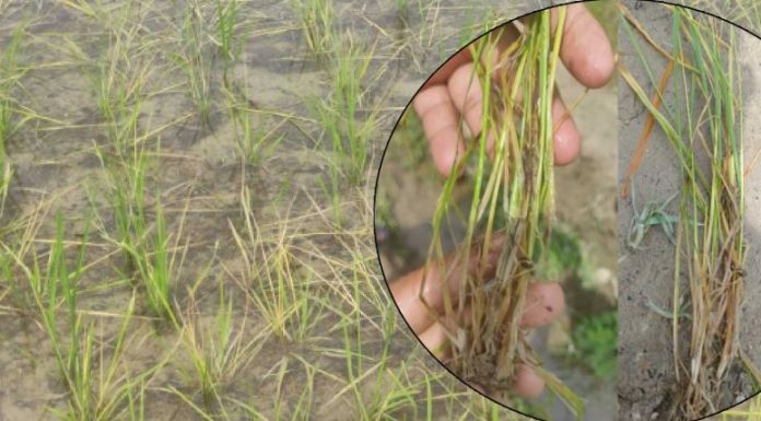 धानबालीमा फेद कुहिने समस्या