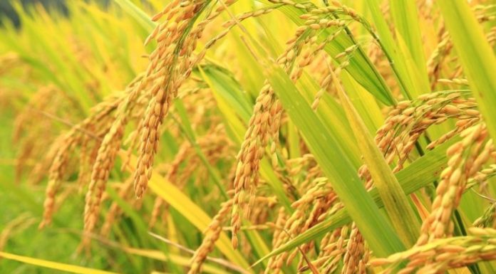 बर्दियामा धानको सुपर जोन विस्तार