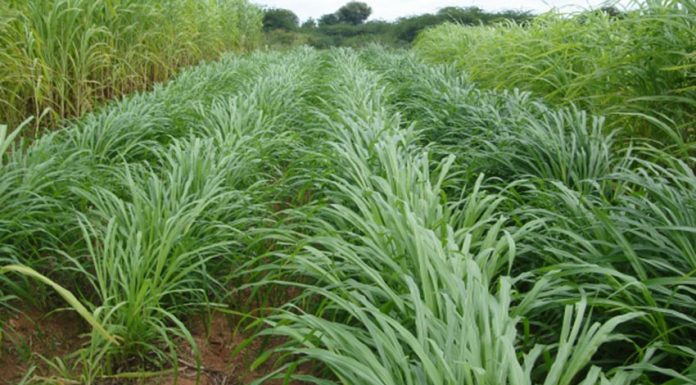 घाँसखेती प्रवर्द्धन कार्यक्रममा छैन किसानको आकर्षण