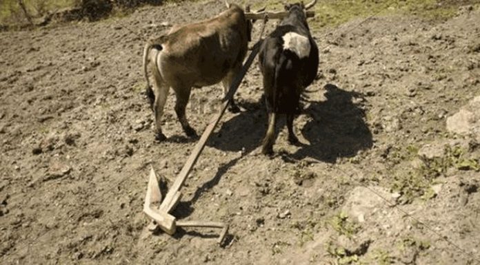 लमजुङमा हलोक्रान्ति दिवस मनाइँदै