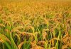 गुल्मीमा धान उत्पादनको क्षेत्रफल घट्दै