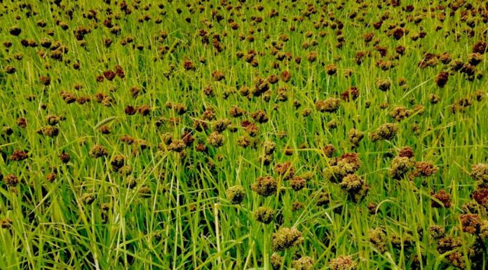 कोदोको उत्पादन घट्दै जाँदा आयात बढ्यो, पूर्वीनाकाबाट ८५ करोडको आयात