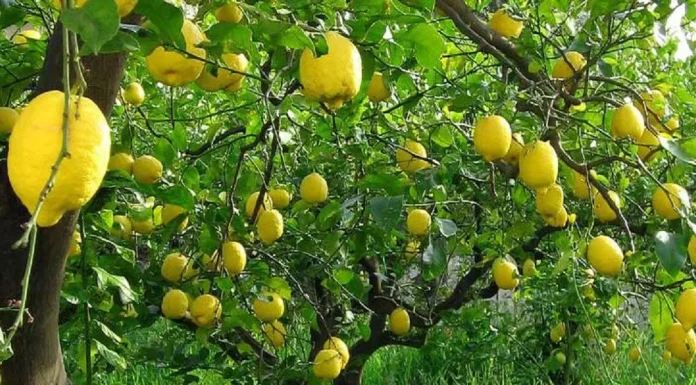 बाँझो जग्गामा फलफूल रोप्दै विदेशी