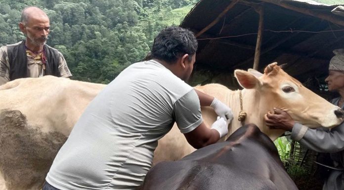 गण्डकी प्रदेशः पशुमा पूर्णखोप अभियान