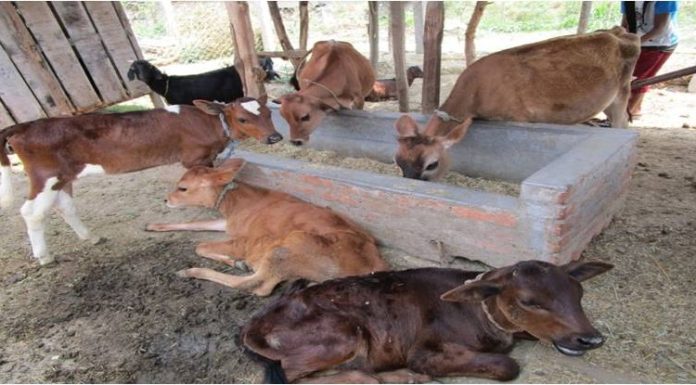 पाडाबाच्छी हुर्काउने किसानलाई रु ६० लाख अनुदान