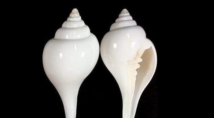 नुवाकोटका ७० जना विद्यार्थीलाई शङ्खवाद्य तालिम